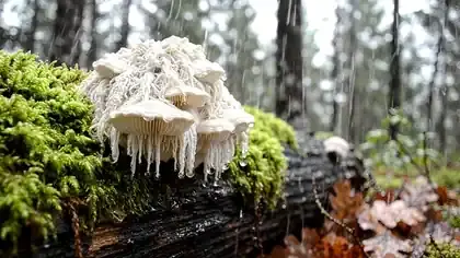 Drizzle dripping from the hanging white spines of a lion's mane mushroom on a mossy oak log